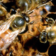 Image for article titled In The Honey Bee Game Of Thrones, You Also Win Or You Die